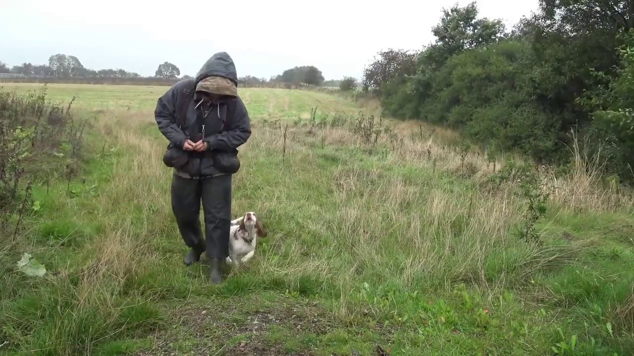 ONLINE HUNDETR&AElig;NING - positiv jagthundetr&aelig;ning. Fri ved fod frem mod fristelse