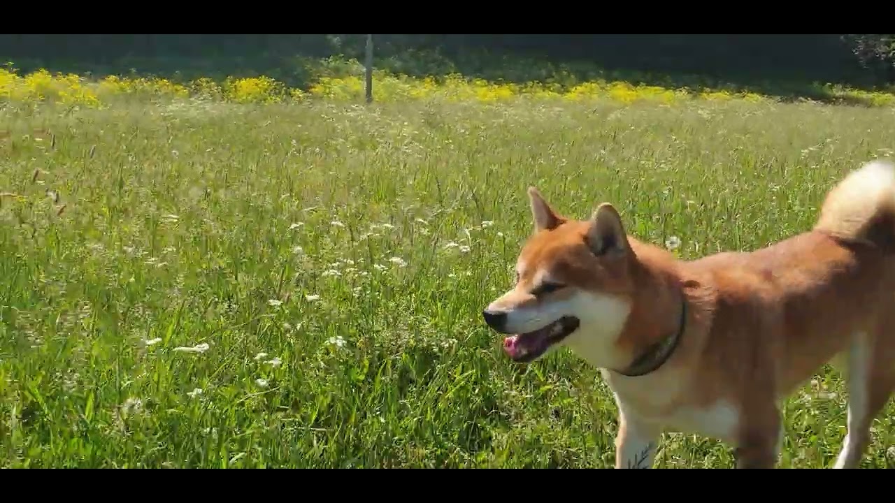 Lisko Shiba