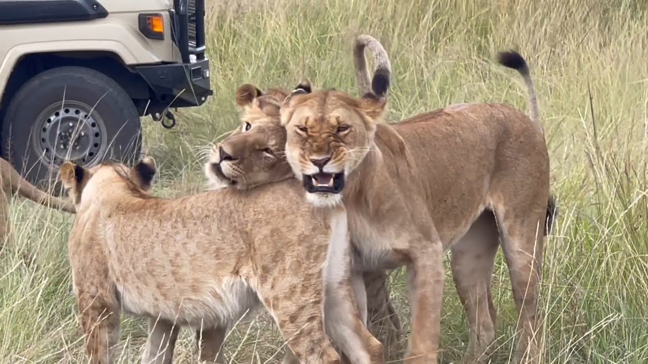 Survey Lion Pride Sighting | Masaimara | 5 February 2025