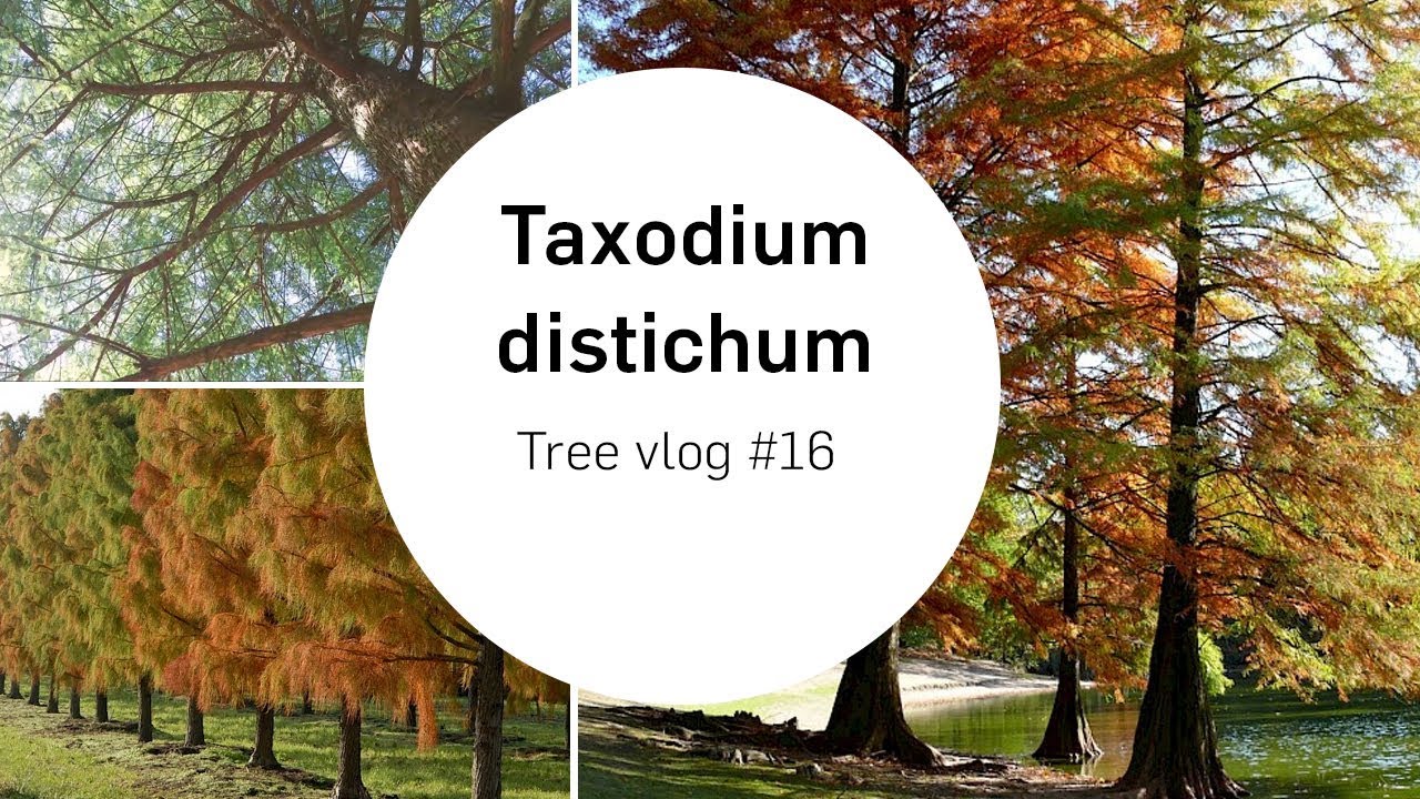 Taxodium (Swamp cypress) | Tree vlog #16