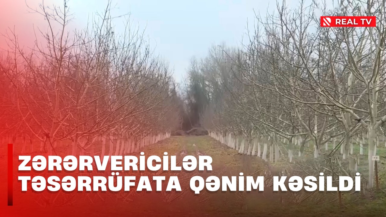 Qusarda son günlər zərərvericilərin aktivliyi sakinləri çətin vəziyyətə saldı