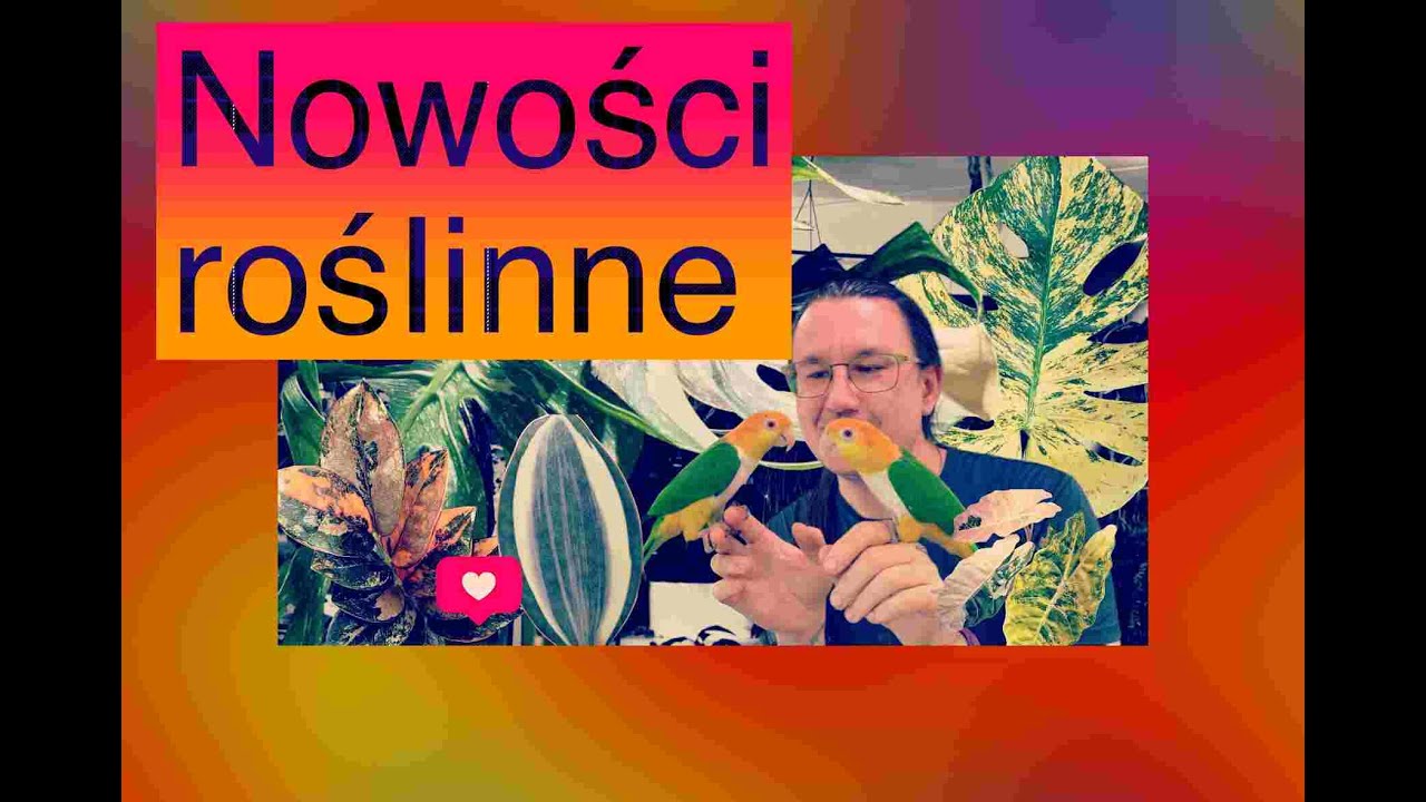Roślinne Sensacje na Rynku!