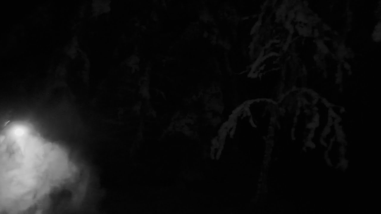 Walking in the Dark Winter Forest with My Dog