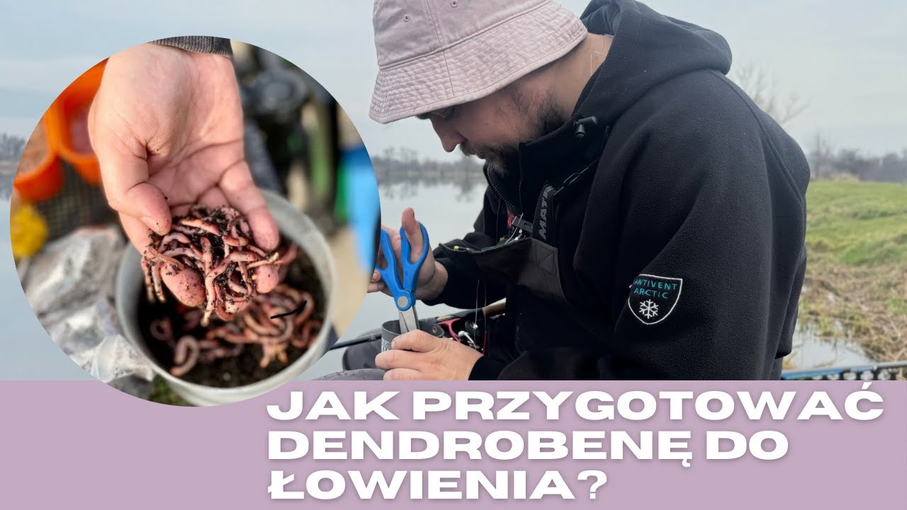 Jak przygotować dendrobenę do łowienia?