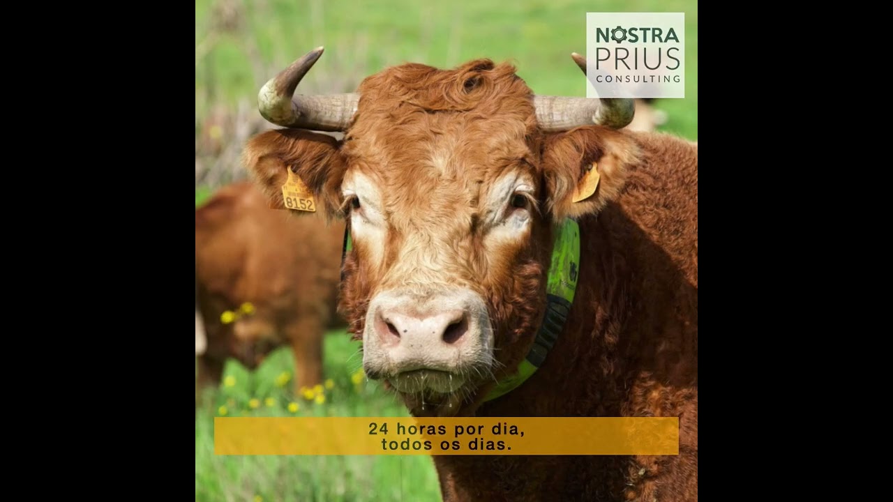 Moocall Heat teaser 15''