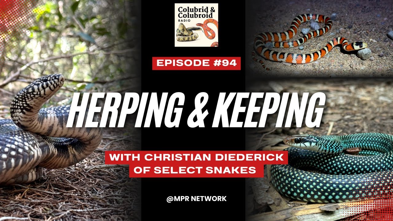 Herping & Keeping with Christian Diederich