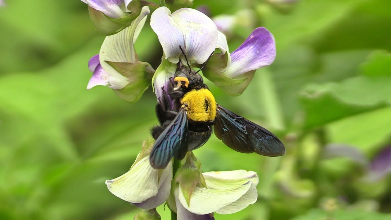 Xylocopa Violacea | Bee | Humble Bee | ভ্রমর