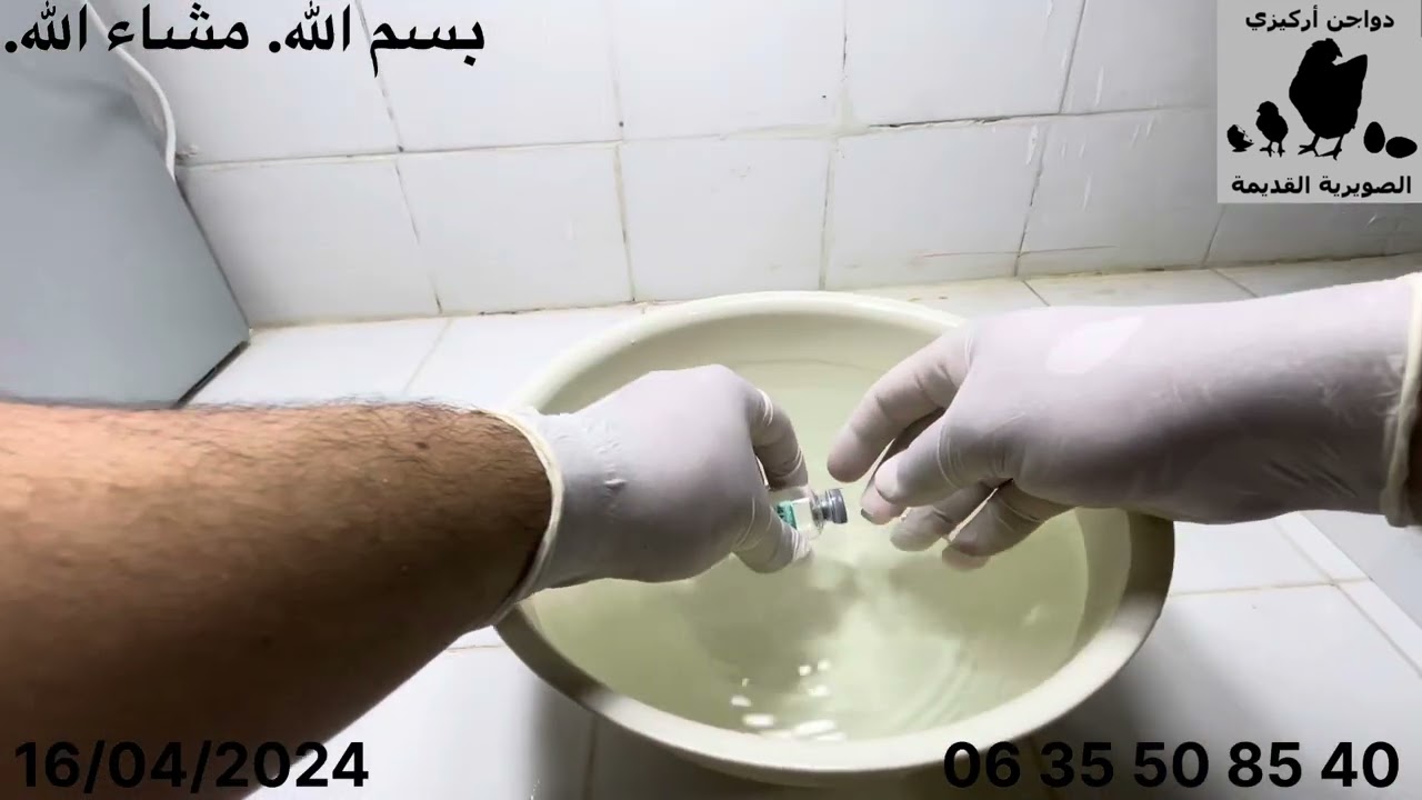 الحلقة 09 - لقاح الميكوبلازما - اليوم 01 - سلسلة « من البيضة إلى البيضة »