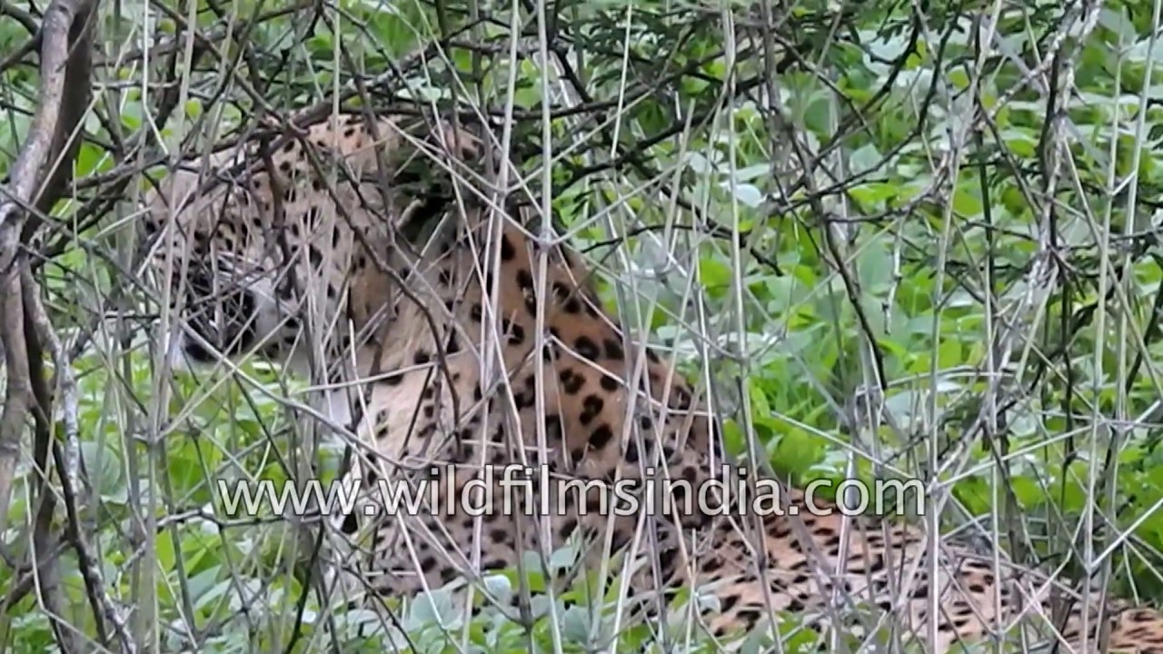 Leopard relies on camouflage, hides in Aravalli forest cover