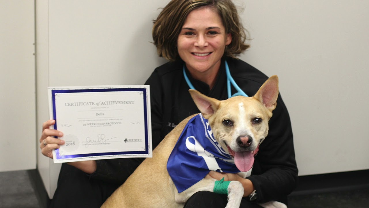 Meet the Specialist - Dr. Sarah Lyles, Veterinary Oncology