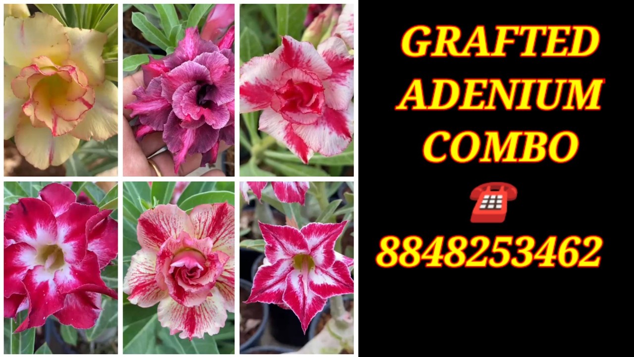 GRAFTED ADENIUM PLANTS/ AGLONIMA/COMBO OFFER/WHOLE SALE RATE/INDOOR PLANTS/ONLINE SALE #8848253462