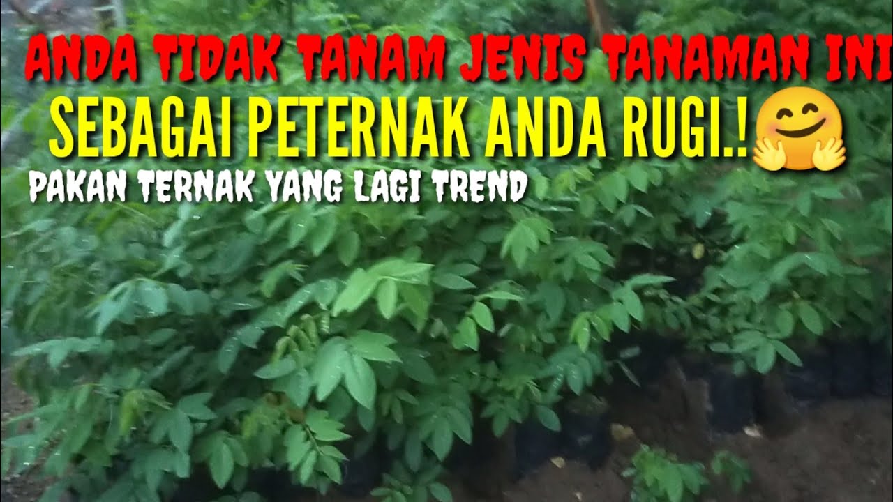 bibit indigovera beternak kambing tidak tanam ini anda rugi