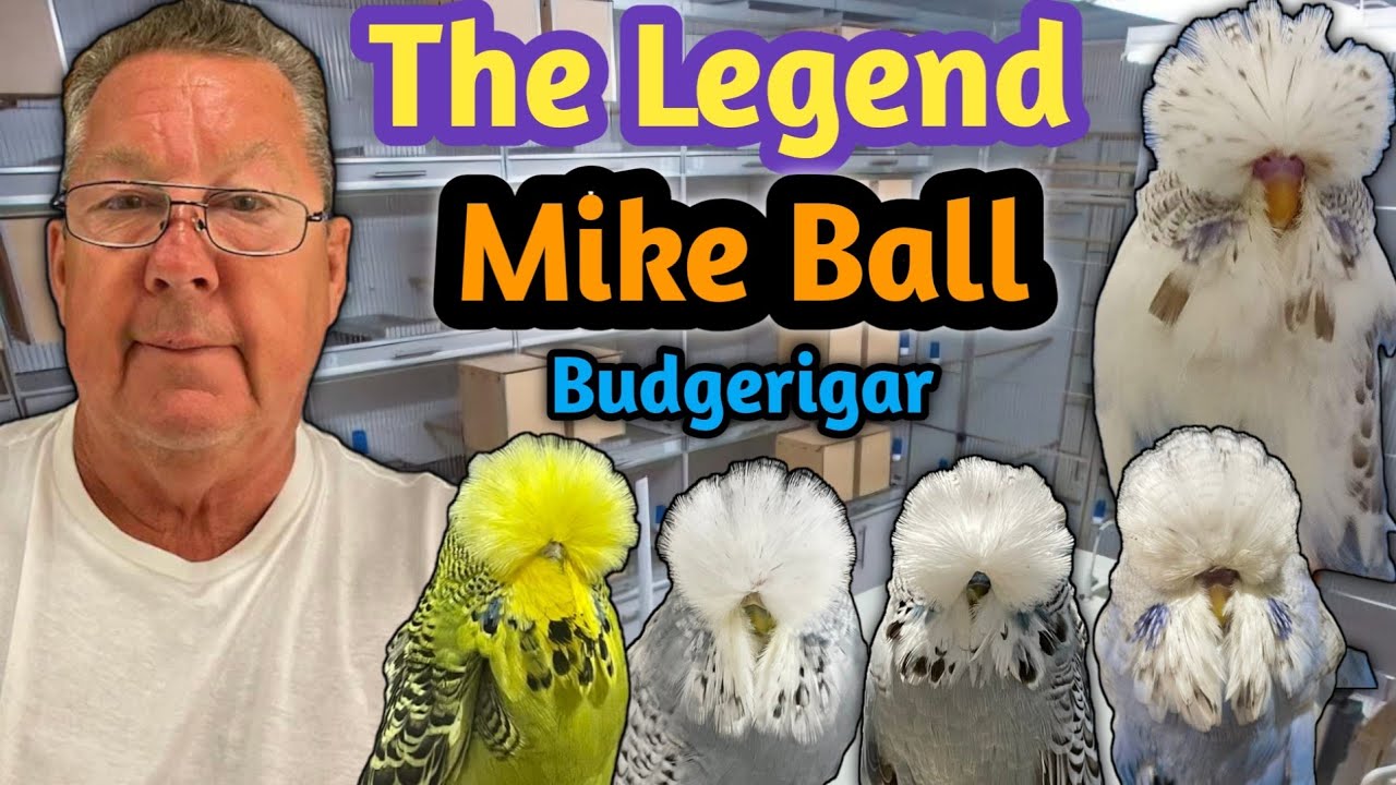 The Legend & World Famous Exhibition Budgerigar Breeder MIKE BALL from United kingdom 🇬🇧