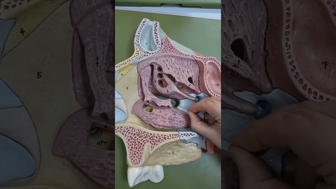 Burun ve paranazal sinüsler anatomisi