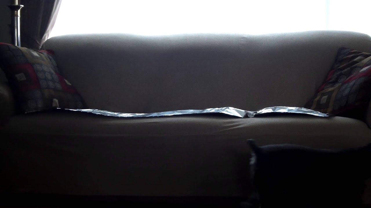 Keeping dog off the couch using tin foil