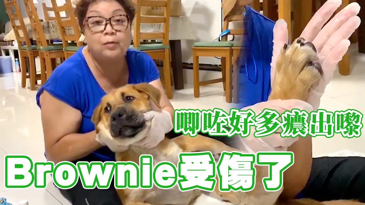 Brownie 受傷了！唧咗好多癑出嚟！我都忍唔住喊