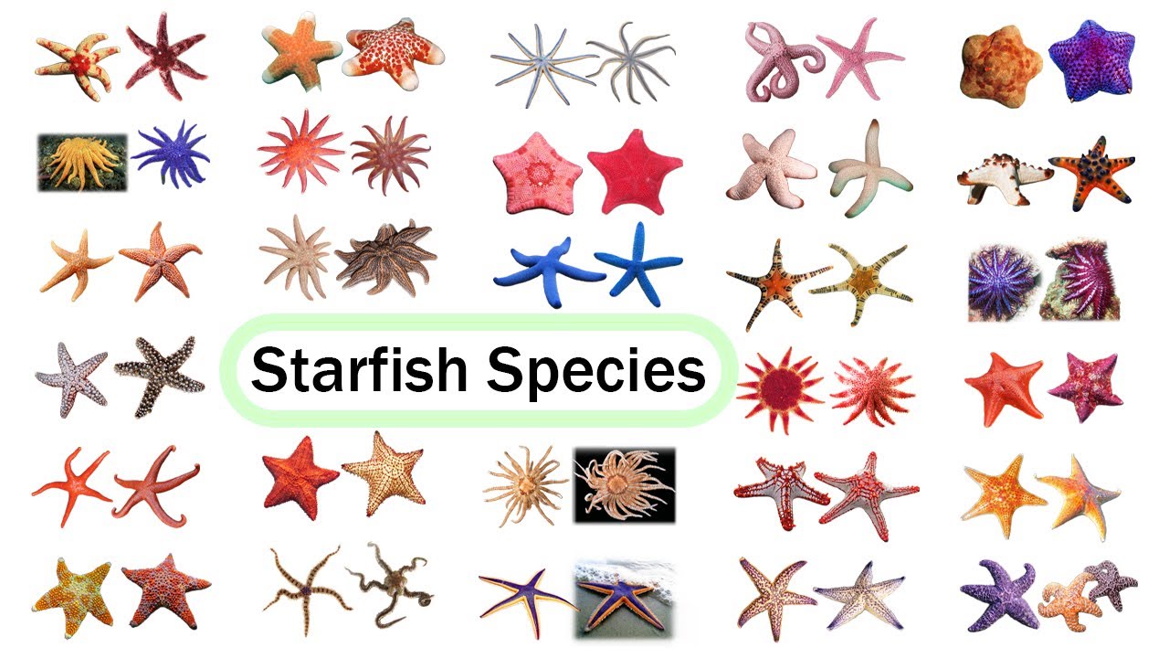 Starfish Species / Fun List of Sea Stars  / Leo & Lia Story TV