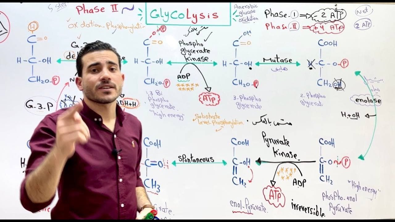 glycolysis 2 ibrahim husseiny