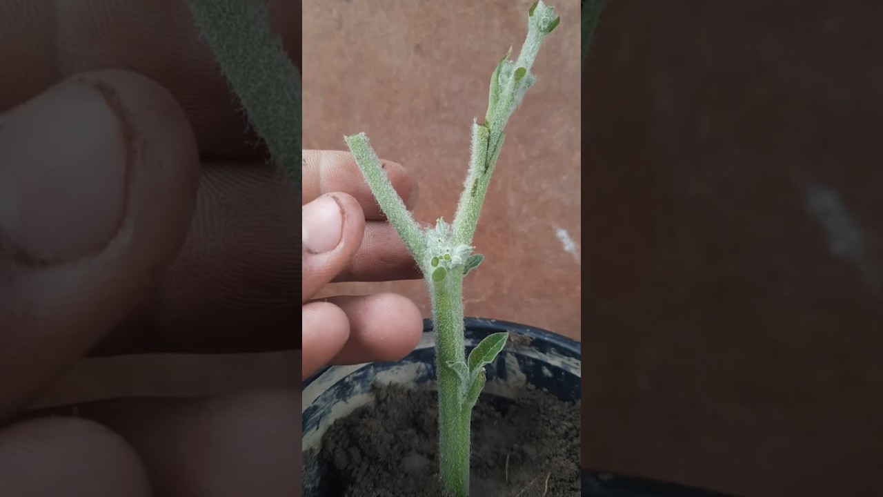 Easy Fruit Plant GRAFTING Ideas For a Successful Method At Home