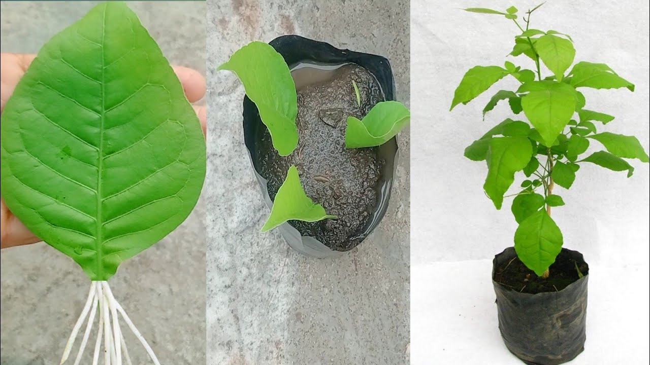 New technique to grow bel Patra plant from leaf || bel Patra plant