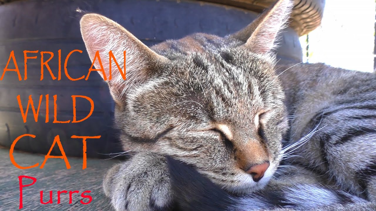 African Wild Cat & Kitten Purrs - Listen To Soothing Sound Of Ancestor To Domesticated House Cats