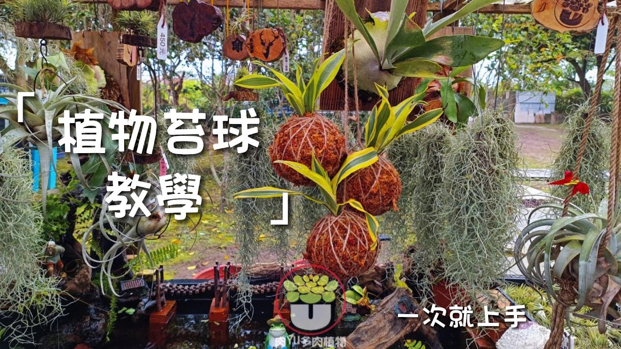U植 -植物水苔球教學