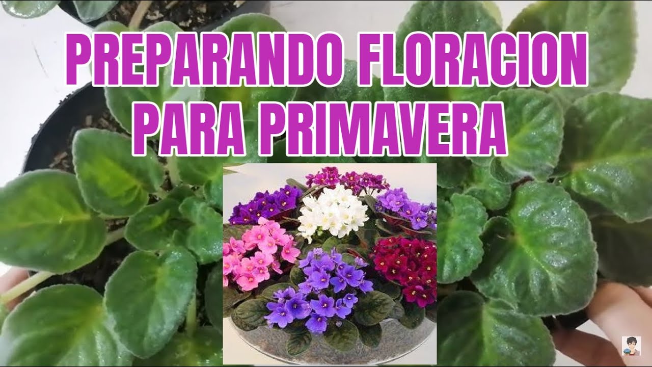 Violetas africanas floraciones enormes para primavera chuyito jardinero