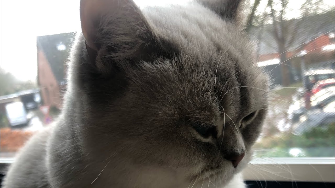 Wo ist unsere kleine Katze 🐈?