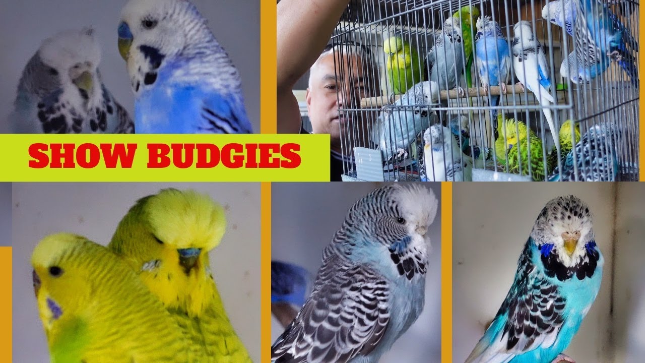 SHOW BUDGIES!