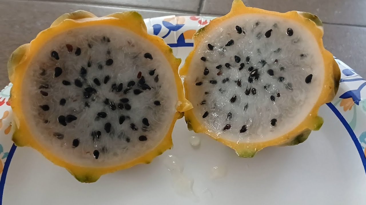 Sam's Club Yellow Dragonfruit Taste Test/Review