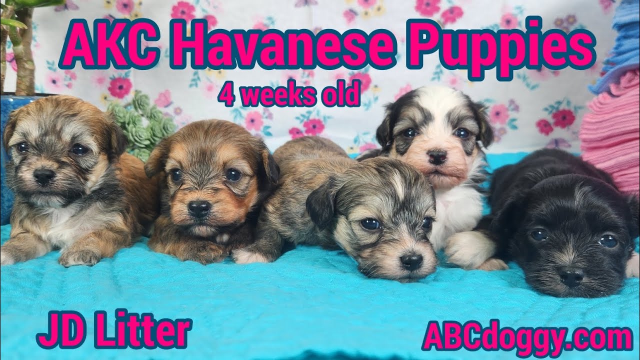 AKC Havanese Puppies * JD Litter * Parents- Roxi & Vinny * ABCdoggy.com 