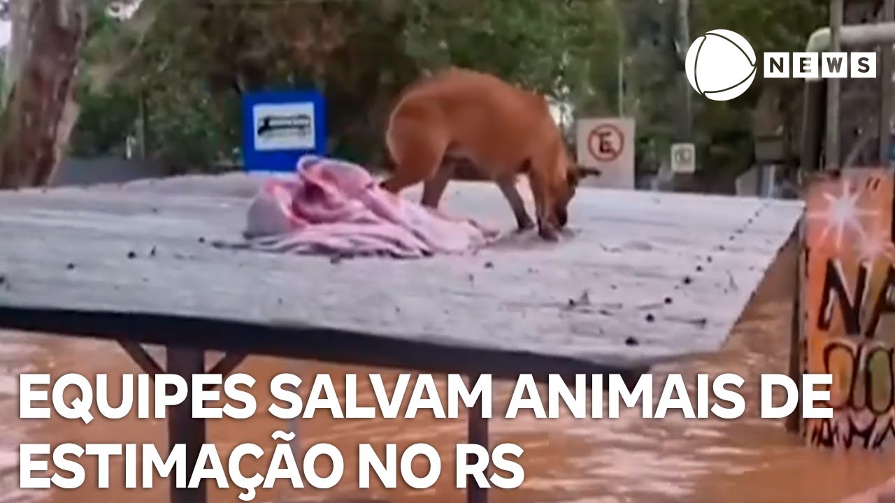 Equipes salvam animais de estimação que ficaram ilhados no RS