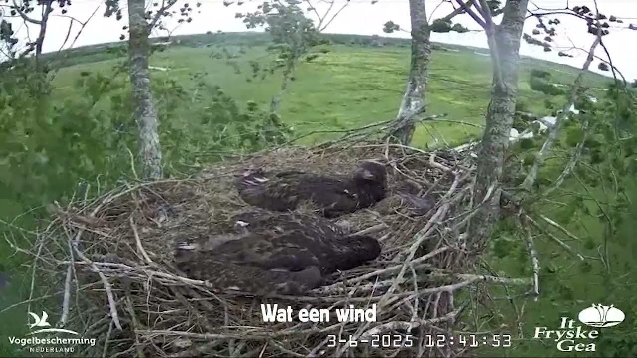 Zeearenden Beleef de Lente | Vogelbescherming Nederland