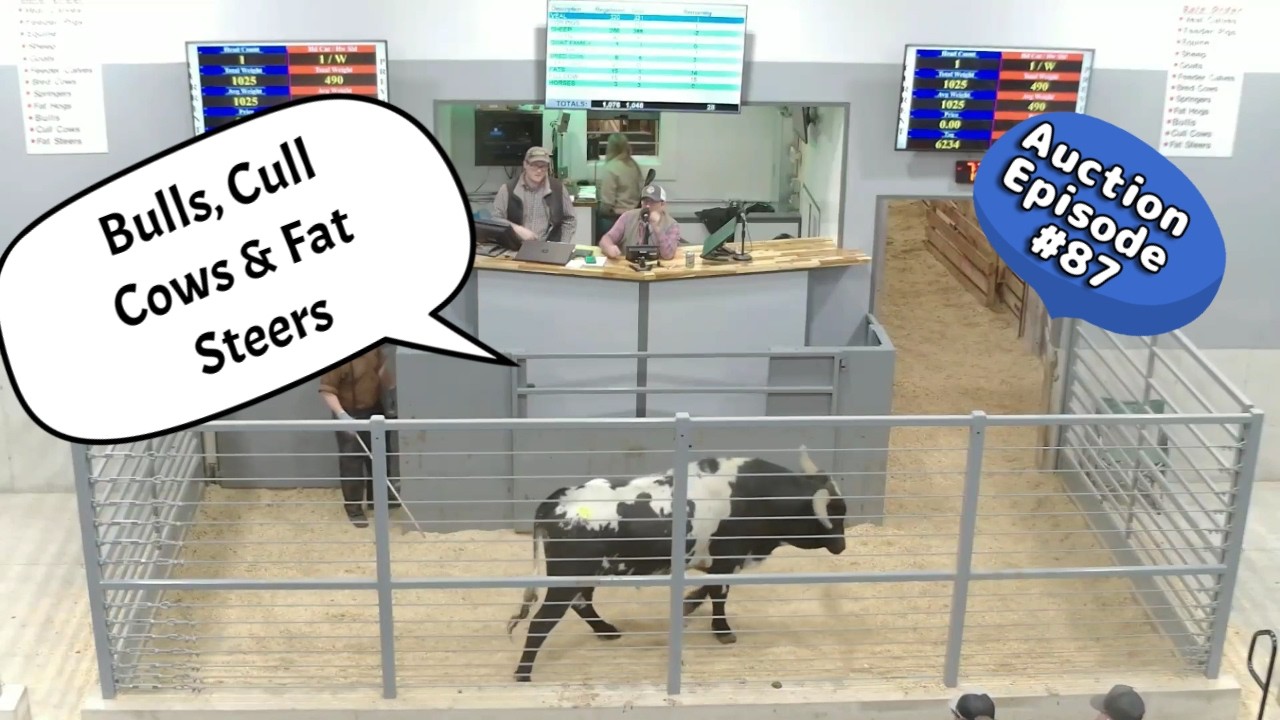 Bulls, Cull Cows & Fat Steers 03/06/2026