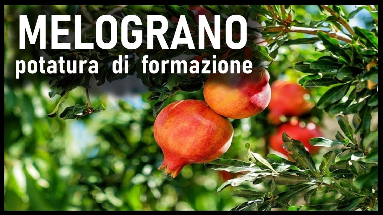 POTATURA FORMAZIONE MELOGRANO