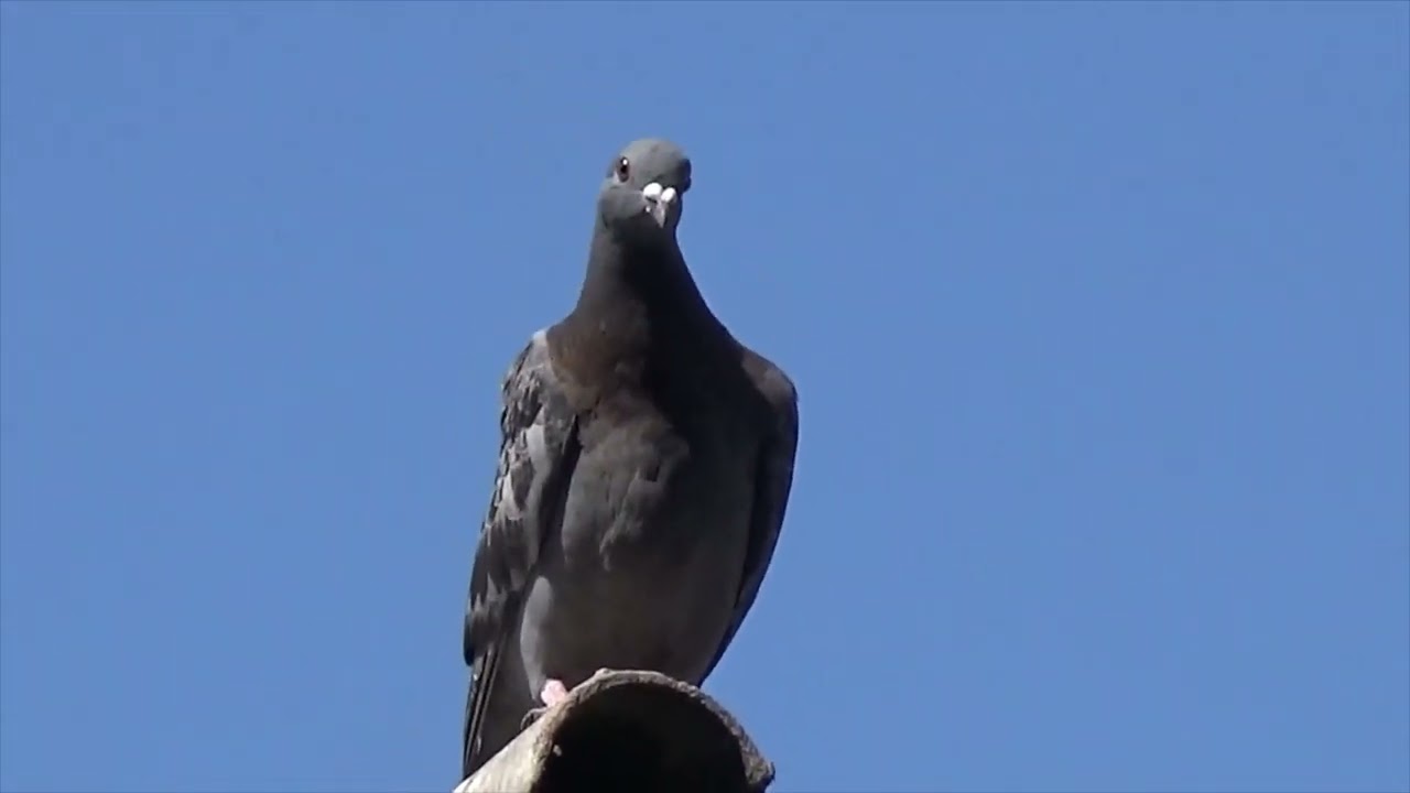 Pigeons England UK -Lullaby-Life's Never Ending Circle