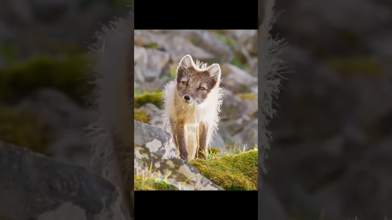 Hunting to survive and feed the young#Hunters#animeworld#foxes#pupies#survival