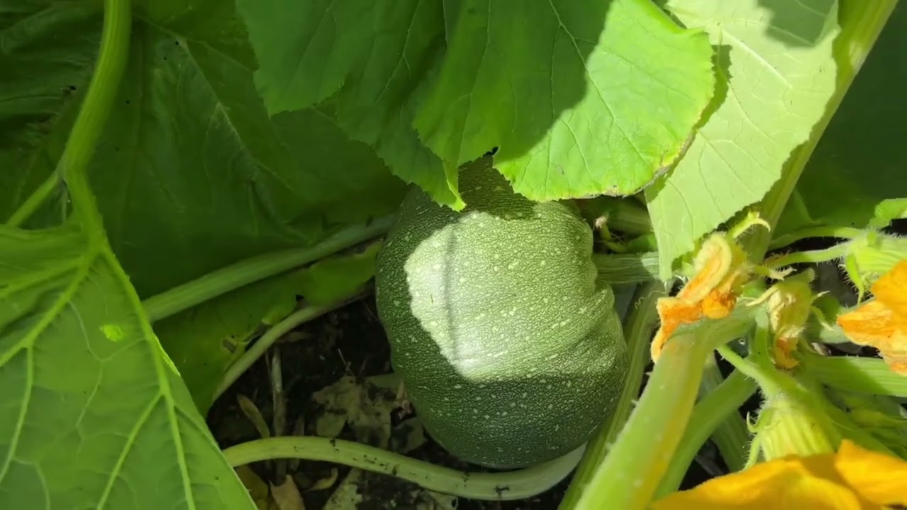 July allotment plot tour