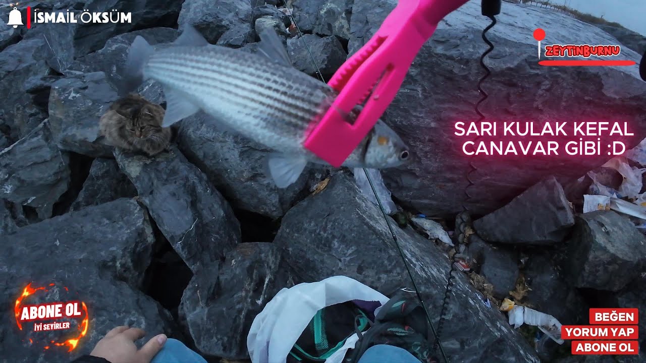 İstanbul Zeytinburnu LRF İle Balık Avı 3. BÖLÜM #lrf #lrfavı #lightrockfishing #fish