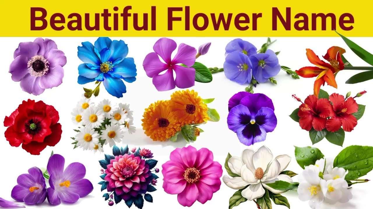 Flowers Name for kids l Flowers Name in English and Hindi with pictures फूलों के नाम 