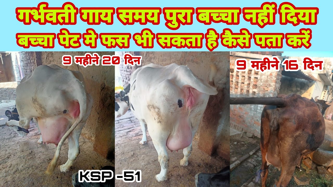 गाय का समय पुरा हो गया बच्चा नहीं दिया|gaay 9 mahine 20 din bachcha nahi diya|pregnant🐄 cow|KSP-51 ?