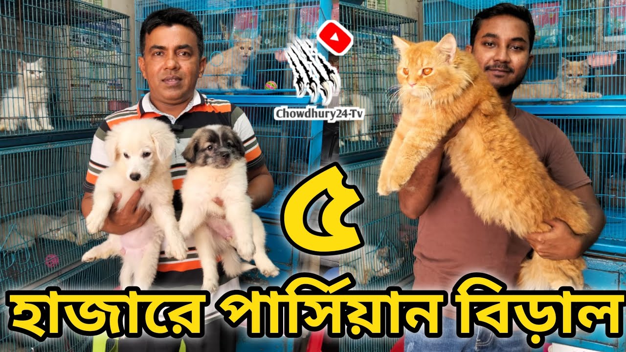 German Shepherd puppy price katabon | Persian cat price katabon | Dog and cat price in katabon 2024