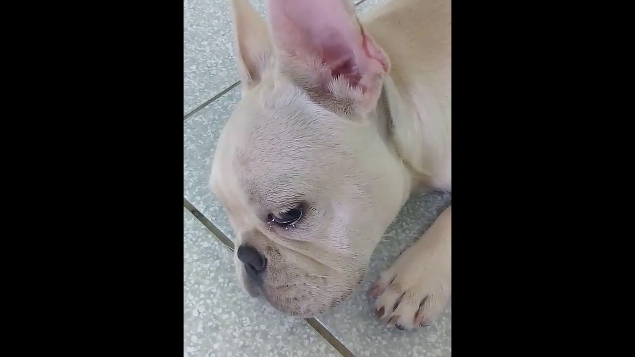 Guilty Dog Bursts Into Tears After Blamed for Pooping in House