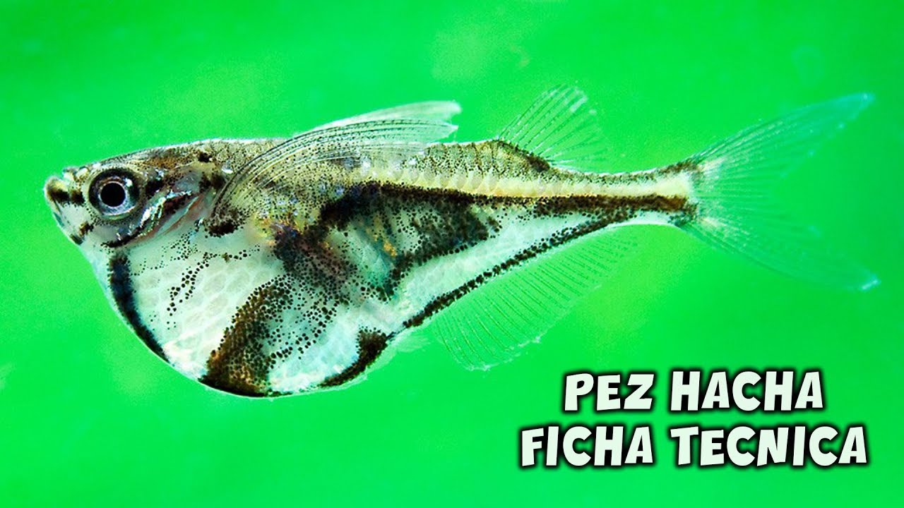Carnegiella strigata | Cuidados y Alimentaci&oacute;n del PEZ HACHA | AcuariosLP