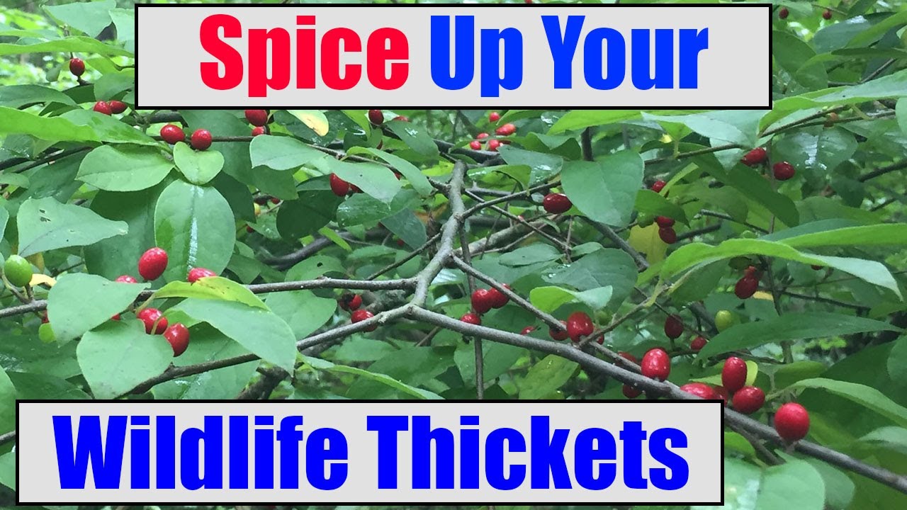 Spicebush Super Shrub for Songbirds Butterflies