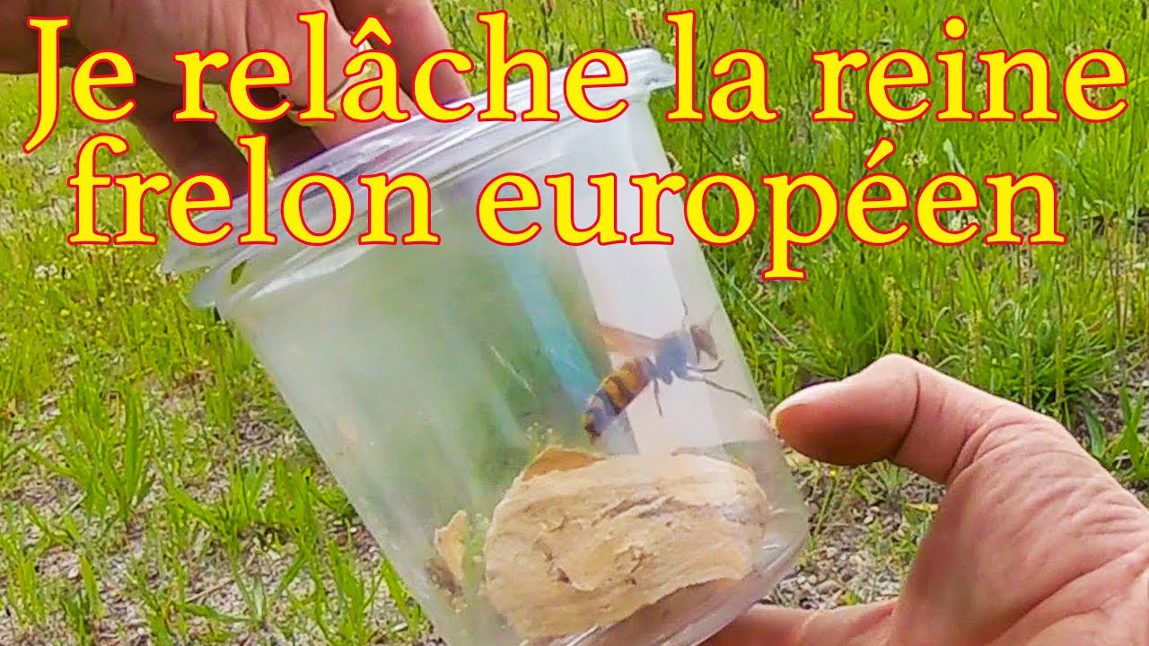 Je relâche la reine frelon européen