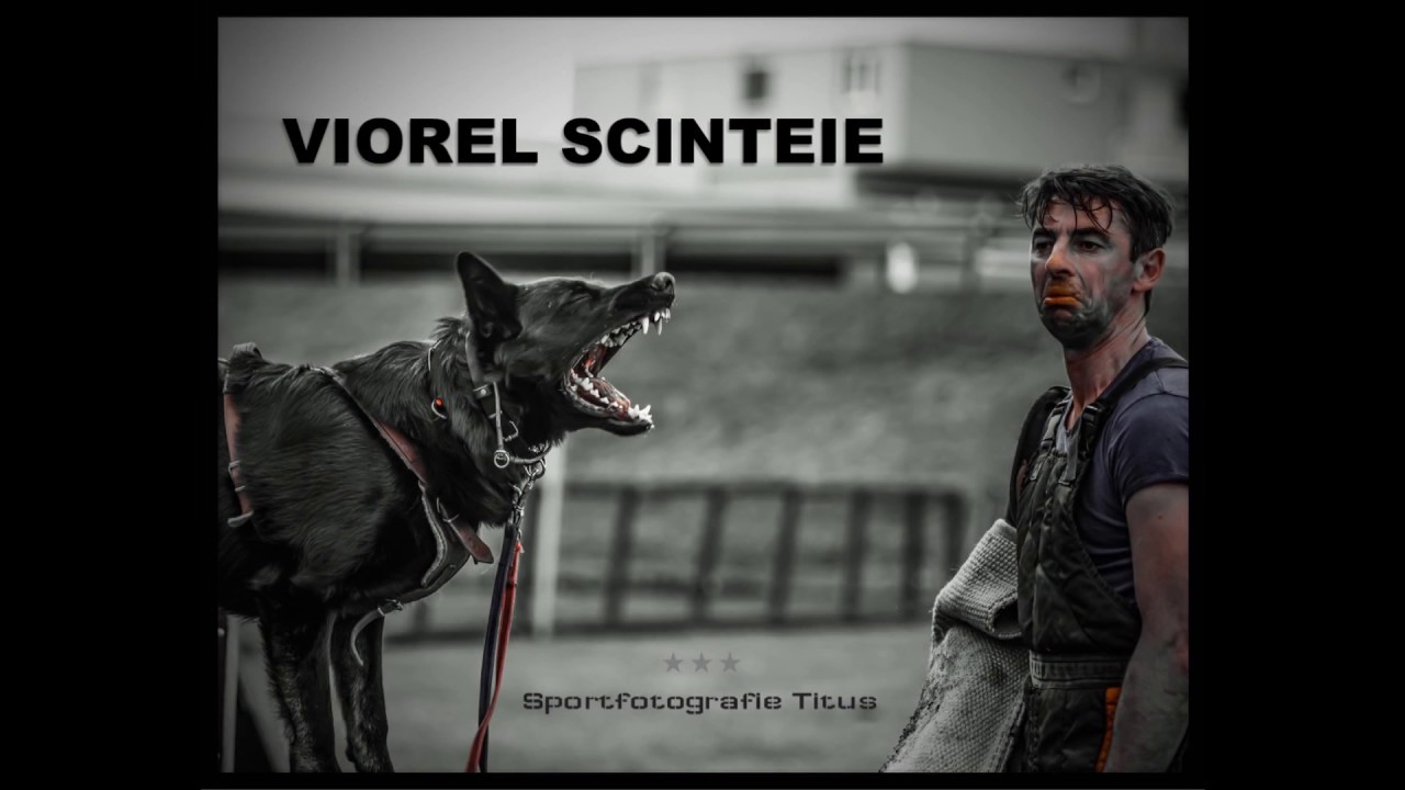 Schutzhund - Bite Work - Ipo - Training Dogs - Viorel Scinteie in Puerto Rico