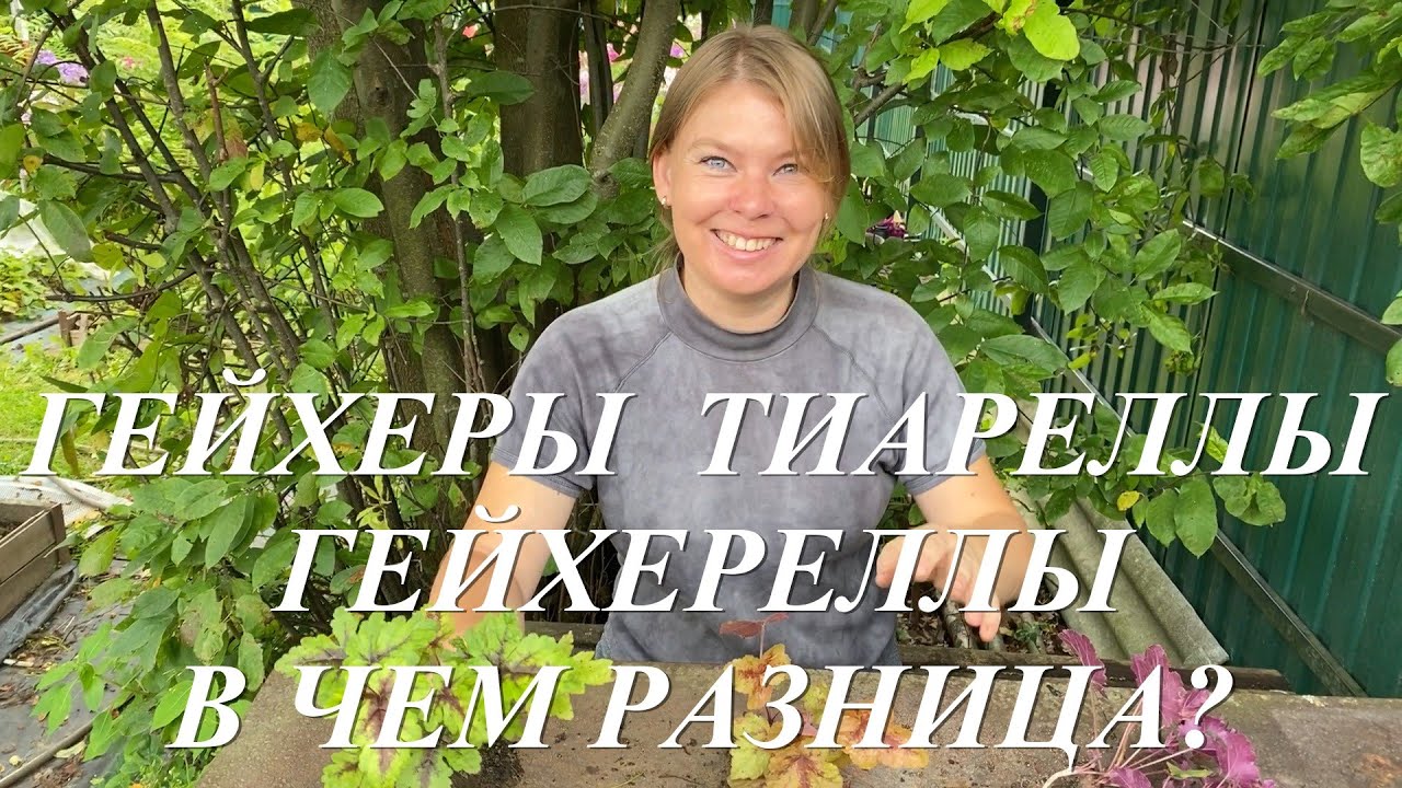 Гейхеры, гейхереллы и тиареллы. В чем их разница и чем они похожи?