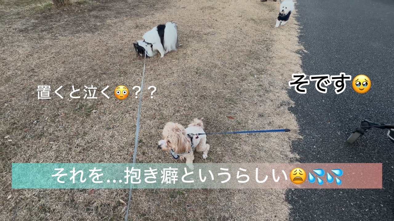 マルプ〜のびびちゃんと散歩🐶