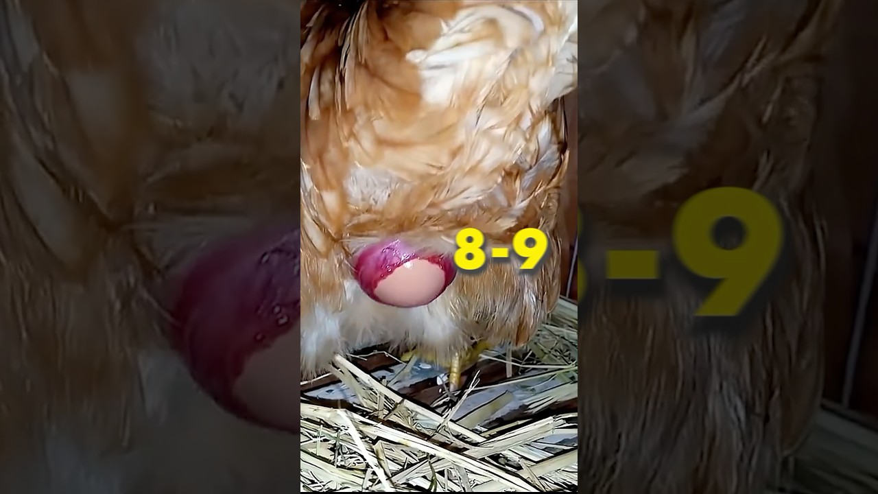 99% लोग नहीं जानते Desi और Farmie eggs में अंतर | Manish jodhpur #shorts